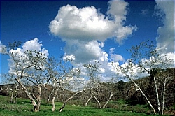 Limestone Canyon Reserve (Wilderness Area)